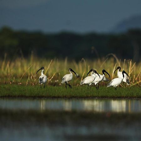 Wetlandcamp บ้านชายเล Phatthalung Eksteriør bilde