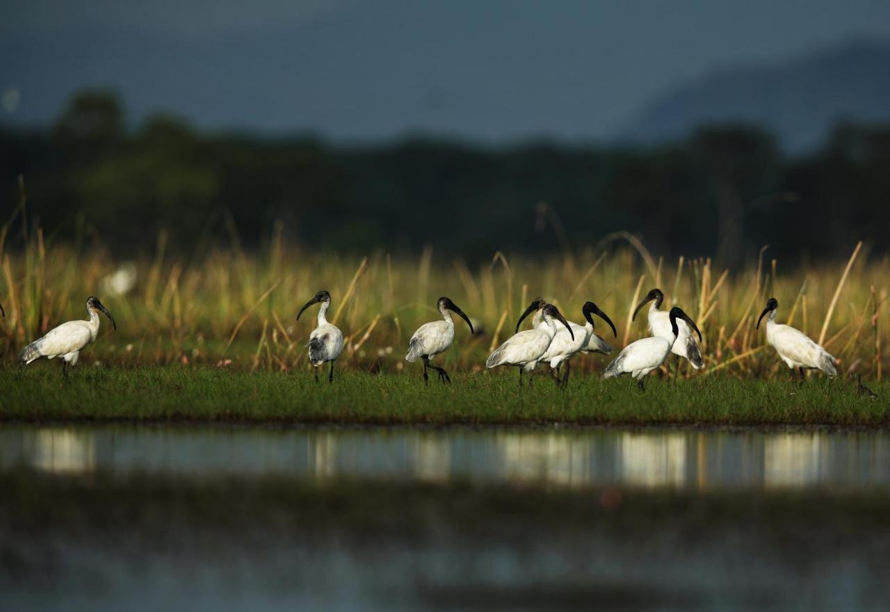 Wetlandcamp บ้านชายเล Phatthalung Eksteriør bilde